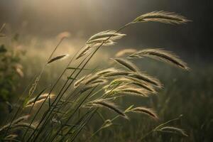 Wild grass sways gently in the breeze during a tranquil morning in nature photo