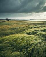 Grassy field rippling as strong gusts create wave like patterns across the landscape photo
