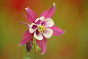Beautiful columbine flower in vibrant colors in a natural setting during spring photo