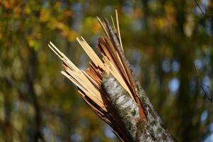 Broken tree branch exposed in forest setting during daylight hours photo