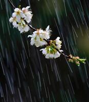 Delicate white flowers bloom on a branch during a gentle rain shower in springtime photo