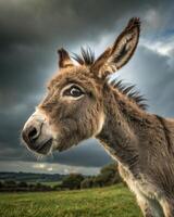 Portrait of a curious baby donkey with goofy wide eyes in a grassy field under cloudy sky photo