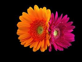 Stunning macro shot of two gerbera daisies, one orange and one pink, on a black background. photo