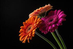 A stunning close-up of three gerbera daisies with bright petals, set against a black background. photo