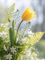 A stunning display of spring flowers, a bright yellow tulip with delicate white daffodils in full bloom. photo