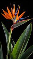 A vibrant bird of paradise flower with striking orange and blue petals, on a black backdrop. photo