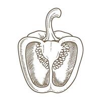 Line art of bell pepper cross section detailed seed and outline drawing on white background vector