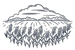 Wheat field illustration with cloudy sky in countryside setting vector