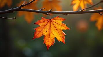 Maple Leaf Hanging from Branch with Blurred Background photo