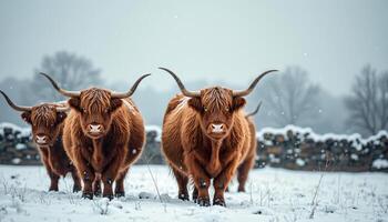 Three Highland Cattle Standing in Snowy Field photo