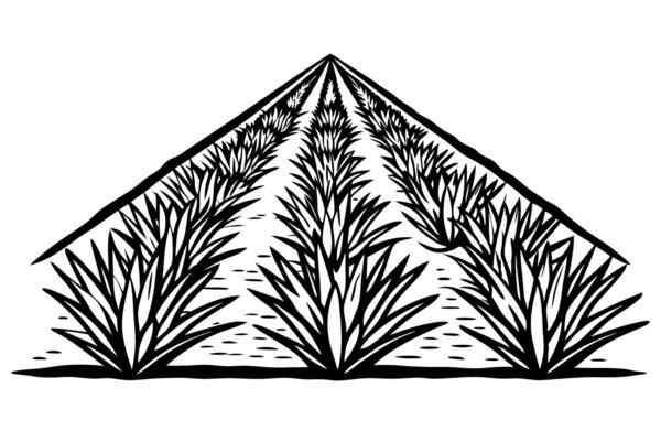 Black and white illustration of agave plants growing in rows on a farm landscape