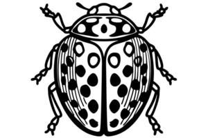 illustration of a black and white ladybug with detailed spot pattern and symmetrical design vector