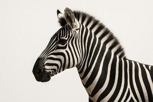 A zebra is standing in front of a white background photo