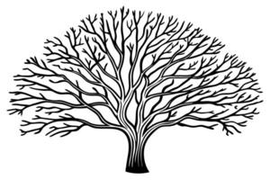 black and white intricate tree graphic detailed branch pattern illustrating natural growth and symmetry vector