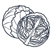 Sliced cabbage line art intricate leaf patterns, texture, botanical illustration vector
