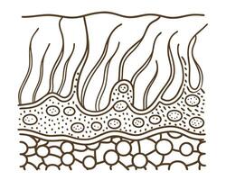 cross sectional illustration of skin layers, epidermis and dermis structure with detailed cells vector