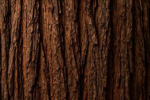 A close up of a tree trunk with brown bark photo