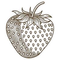 Detailed strawberry sketch in vintage with intricate line work and botanical elements vector