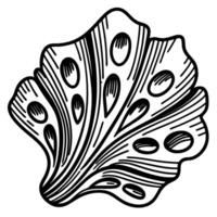 detailed seashell illustration intricate line art with textured patterns vector