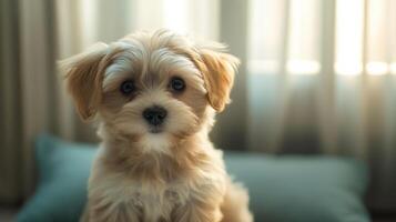 A small dog sitting on a pillow photo