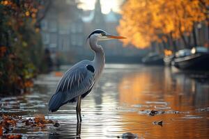 wild birds in the city, a heron fishing in a dirty canal, with reflections of nearby modern architecture in the water photo