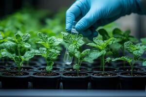 a scientist conducting research on genetically modified crops in a laboratory, holding a test tube and analyzing plant samples, brightly lit indoor setup photo