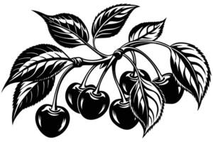 Cherries on a branch with leaves in black and white illustration vector