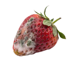 A moldy strawberry with visible decay and rot isolated on a transparent background png