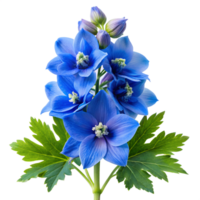 Blue Delphinium Bloom with Leaf No Blur Photo png