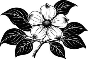 Black and White Illustration of a Southern Magnolia Flower vector