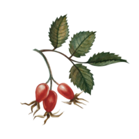 Rosehip fruits. Handmade watercolor illustration. color image of an autumn vitamin fruit. The isolate. For labels, packages, printed products, stickers, posters and banners. png