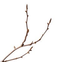 Branch with Buds Springtime Nature Closeup Photography png