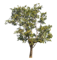 tree isolated on transparent background with clipping path and alpha channel. png