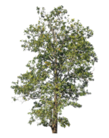 green tree isolated on transparent background with clipping path and alpha channel. png
