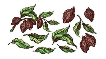 Cocoa color set. Tropical fruit vector