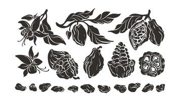 Cocoa set. Shape form. Botanical vector