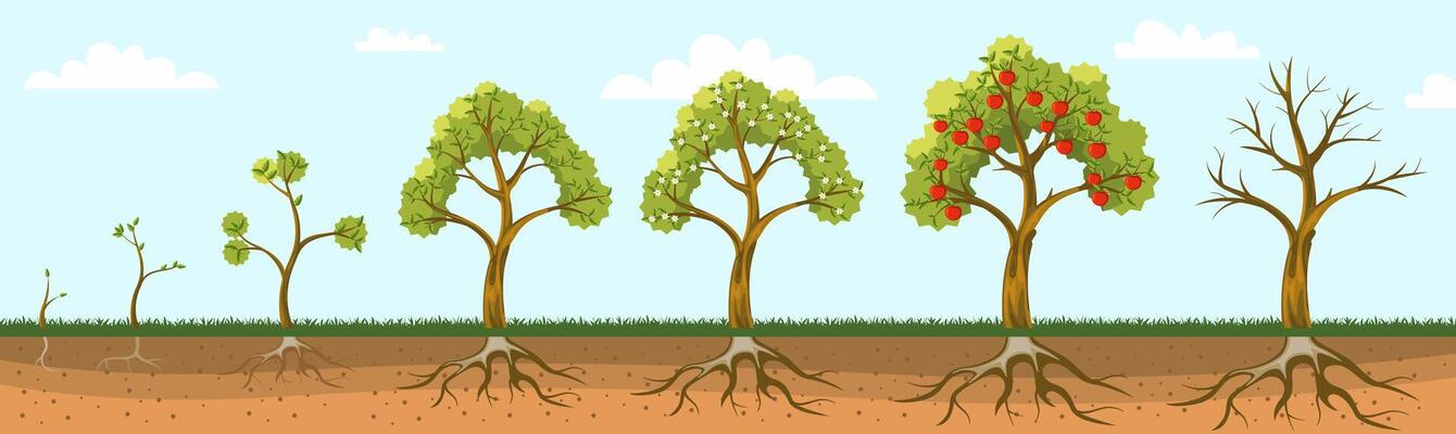 Apple tree grow. Fruit plant growing from seed, life cycle of apple trees with roots leaves, sprout, seedling, blossom tree and fruits stages. plant grow stages