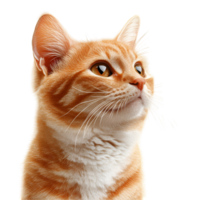 Calm Ginger Cat Looking Forward Transparent Background png