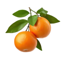 Fresh Ripe Oranges on Branch with Lush Green Leaves Juicy Citrus Fruit Healthy Vitamin C png