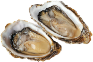 Fresh raw oysters transparent background close up detail of two opened shellfish png