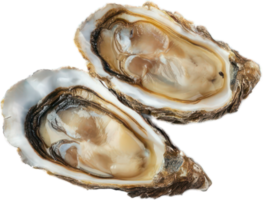 Fresh raw oysters transparent background close up of two opened oysters ready to eat png