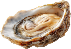 Fresh Raw Oyster in Shell Close up Detail of Seafood Gourmet Delicacy Culinary Image png