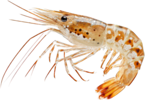 Close up of a Raw Whiteleg Shrimp Detailed View of Aquatic Crustacean Seafood png