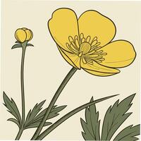 Bright Yellow Buttercup with Smooth Rounded Petals vector