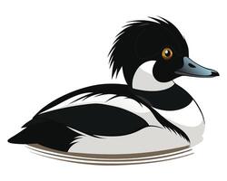 a bufflehead duck with its distinctive black and white feathers vector