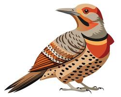 a striking watercolor of a northern flicker woodpecker with its unique feathers vector
