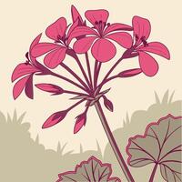 Bright Fuchsia Geranium with Sharp Pointed Petals vector