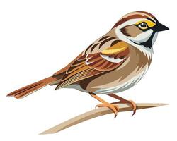 a soft watercolor of a white throated sparrow with its white and brown plumage vector