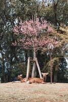 Brown deer relaxing under cherry blossom tree in Nara park photo