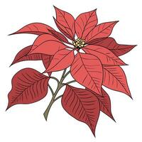 Brilliant Red Poinsettia with Finely Textured Petals vector